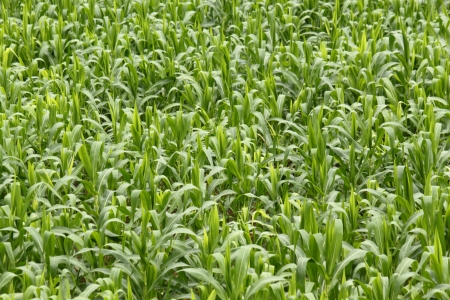 Corn Fieldの写真素材
