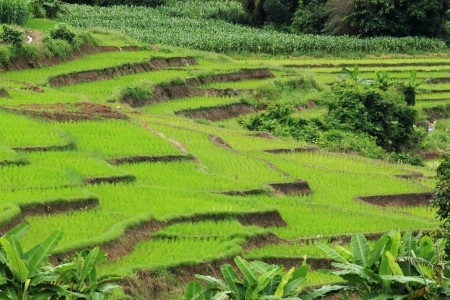 Rice-terraceの写真素材