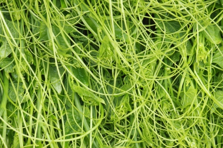 Chayote Shoots の写真素材