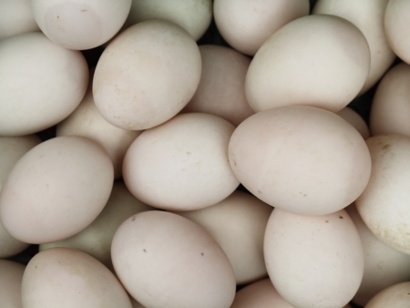 Duck eggの写真素材