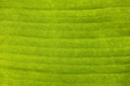 Banana leafの写真素材