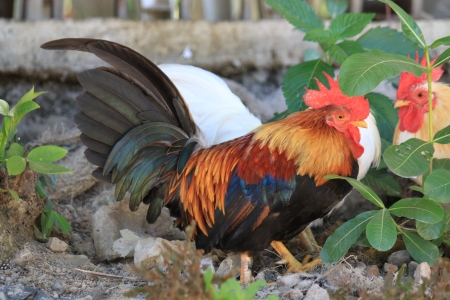 Roosterの写真素材