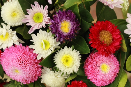 Colorful Gerberaの写真素材