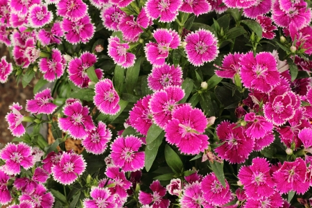 Dianthus flowerの写真素材
