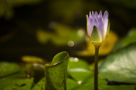 Lotus の写真素材