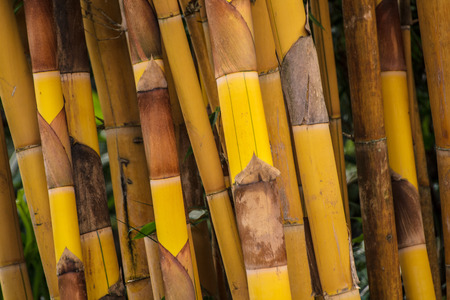 Yellow Bambooの写真素材