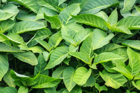 Green leafの写真素材