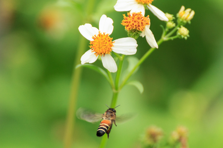 Beeの写真素材
