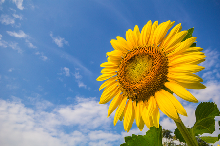 Sunflowerの写真素材