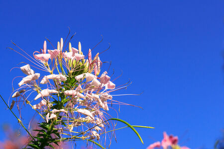 Blooming  springの写真素材