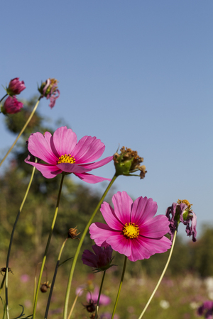 Blooming  cosmos springの写真素材