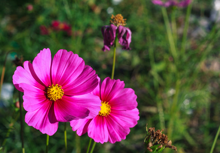 Blooming cosmos springの写真素材