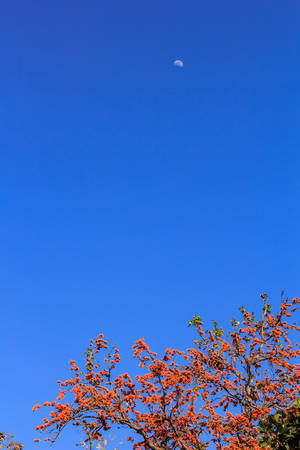 Blooming  spring with blue skyの写真素材