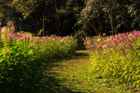 Nature walkwayの写真素材