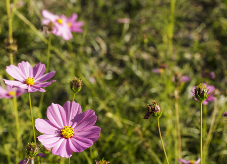 Blooming cosmos springの写真素材