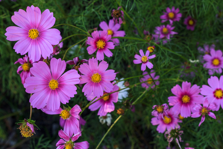 Blooming cosmos springの写真素材