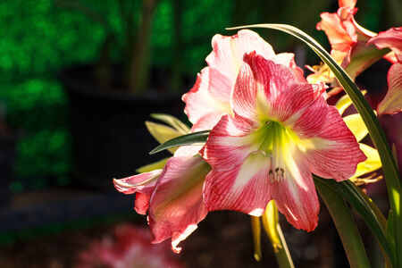 Blooming Hippeastrum  flowerの写真素材