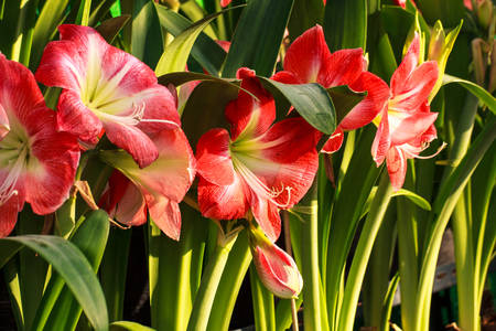 Hippeastrum johnsonii bury  flower の写真素材