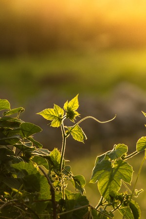 Warm light in a fieldの写真素材