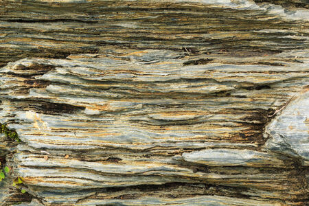 Wood became stoneの写真素材