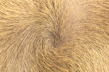 Buffalo Skin Hairの写真素材
