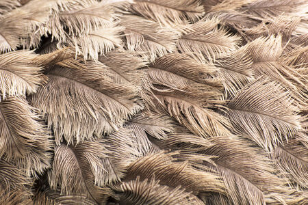 Ostrich  feathersの写真素材