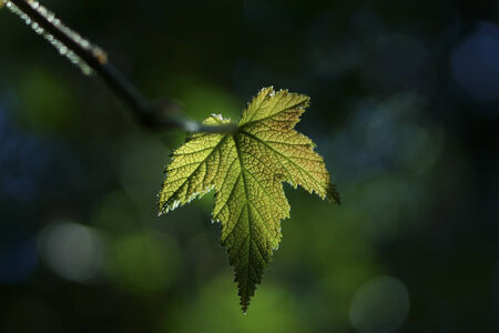 Shadows and Light