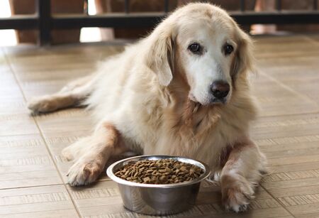 Sad golden retriever dog get bored of food.Golden retriever dog laying down by the bowl of dog food , looking at the camera.の写真素材