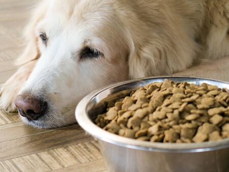Sad golden retriever dog get bored of food.Golden retriever dog laying down by the bowl of dog food and ignoring it.の写真素材