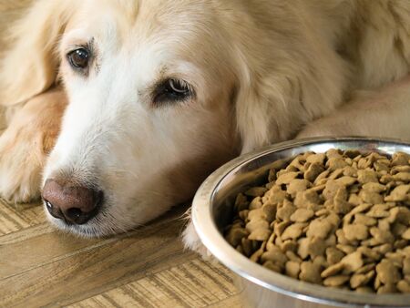 Sad golden retriever dog get bored of food.Golden retriever dog laying down by the bowl of dog food...