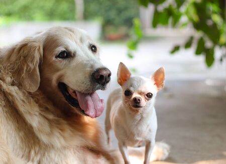 Happy and healthy friends with difference size Golden retriever dog and white short hair Chihuahua...