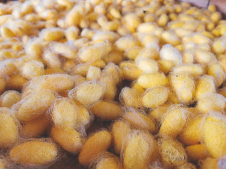 Front view of yellow silk worm cocoonの写真素材