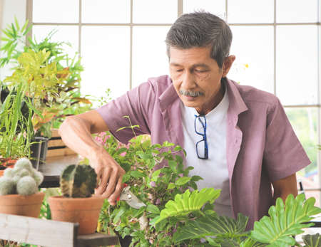 Happy Asian senior  man standing at table indoor with plant pots of houseplants , taking care of...