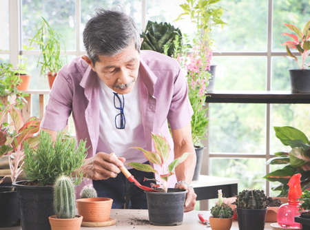 Happy Asian senior  man standing at table indoor with plant pots of houseplants , taking care of houseplants.Gardening and elderly lifestyle concept.の写真素材
