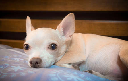 Portrait of brown short hair Chihuahua dog lying down in bedの写真素材