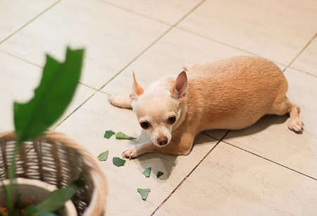 Bad chihuahua dog feel guilty lying down on the floor with leaves of houseplant.Selective focus.の写真素材