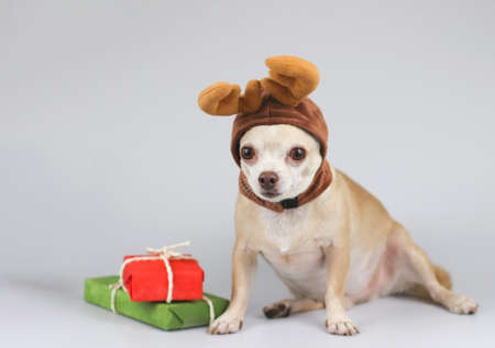 Portrait of  fat and brown short hair Chihuahua dog wearing reindeer horn hat  sitting  with red and...