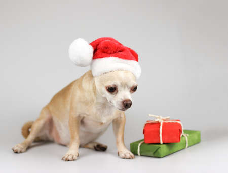 Portrait of  Chihuahua dog wearing Santa Claus hat,  looking  down, sitting with red and green gift boxes  on white background. Christmas and New year celebration.の写真素材