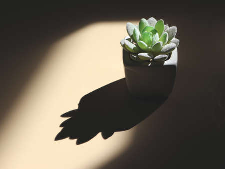 Dark image of green succulent with hard light and shadow.の写真素材