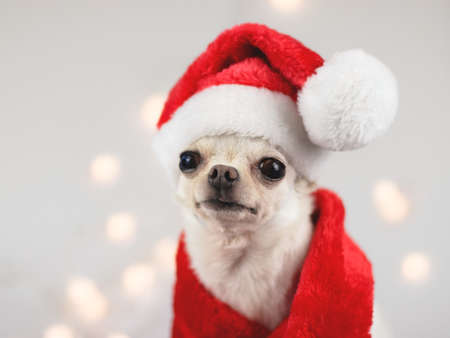 Close up image of white short hair Chihuahua dog wearing Santa Claus hat and red scarf sitting and looking  at camera on white background with  Christmas  lights. Christmas and New year celebration.の写真素材