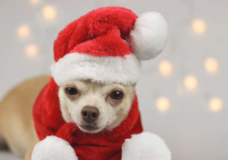 Close up image of brown Chihuahua dog wearing Santa Claus hat and red scarf lying down  looking  at camera on white background with  Christmas  lights. Christmas and New year celebration.の写真素材