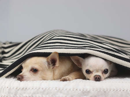 Two Chihuahua dogs doesn't want to wake up in cold day , sleepy two chihuahua dogs lying down  under black and white stripes blanket, looking at camera.の写真素材