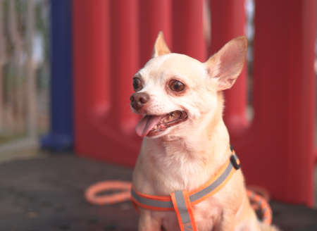 Close up image of Brown Chihuahua dog sitting on playground equipment and smiling.の写真素材