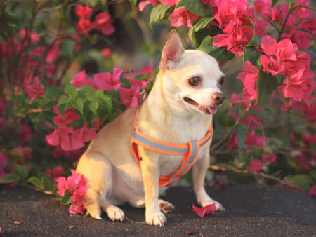 Portrait of happy and healthy brown Chihiahua dog sitting with pink Bougainvillea flowers with morning sunlight.の写真素材
