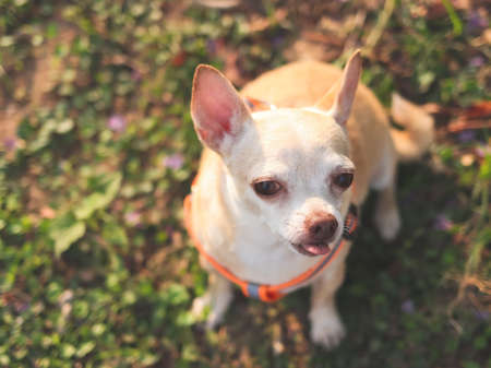 Top view of adorable brown chihuahua dog sitting, looking up at camera with his tongue out....