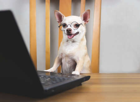 Portrait of Chihuahua dog wearing eyeglasses sitting at wooden table with computer notebook looking at computer monitor.の写真素材