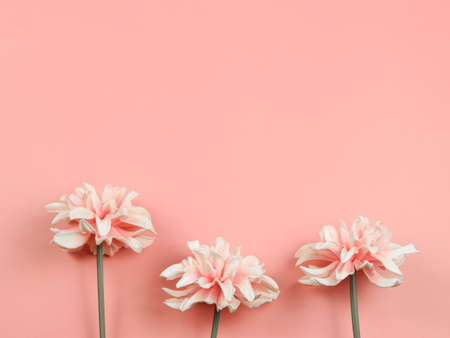 Top view or flat lay of three  pink flowers decoration  on pink background.の写真素材