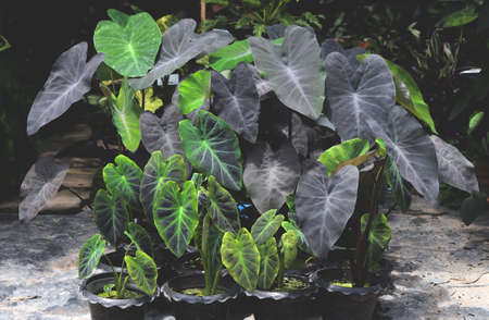 Group of Colocasia Black Magic in plant shop.の写真素材