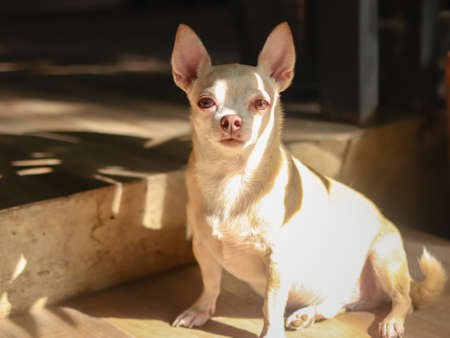Portrait of two different size  short hair Chihuahua dogs sitting on balcony  with monstera leaf shadow and morning sunlight.の写真素材