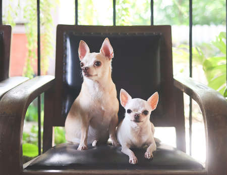 Portrait of two difference size Chihuahua dogs sitting on black vintage armchair with balcony fence...